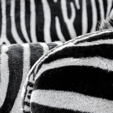 인테리어액자 Zebra 캔버스액자